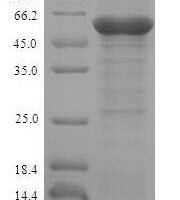 Bovine L-2-hydroxyglutarate dehydrogenase, mitochondrial (L2HGDH) Recombinant Protein - BioCrest Sci