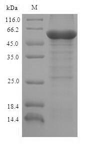 Bovine L-2-hydroxyglutarate dehydrogenase, mitochondrial (L2HGDH) Recombinant Protein, Bos taurus (Bovine), E.coli, N-terminal 6xHis-SUMO-tagged, 61.7 kDa, purity >≥ 90% as determined by SDS-PAGE.