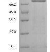 Mouse Lysyl oxidase homolog 2 (Loxl2) Recombinant Protein - BioCrest Sci