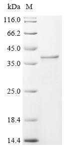 Lactobacillus casei L-lactate dehydrogenase (ldh) Recombinant Protein, Lactobacillus casei, Yeast, N-terminal 6xHis-tagged, 37.4 kDa, purity >≥ 95% as determined by SDS-PAGE.