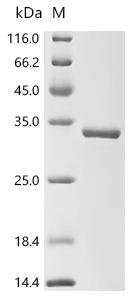 Schizosaccharomyces pombe Alpha N-terminal protein methyltransferase 1 (tae1) Recombinant Protein, Schizosaccharomyces pombe (strain 972 / ATCC 24843) (Fission yeast), E.coli, N-terminal 10xHis-tagged and C-terminal Myc-tagged, 31.8 kDa, purity >≥ 95% as determined by SDS-PAGE.