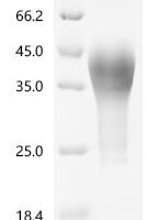 Macaca fascicularis Leukemia inhibitory factor (LIF) Recombinant Protein - BioCrest Sci