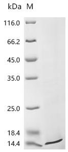 Human Sodium- and chloride-dependent neutral and basic amino acid transporter B (0+) (SLC6A14), partial Recombinant Protein, Homo sapiens (Human), E.coli, C-terminal Myc-tagged, 13.3 kDa, purity >≥ 85% as determined by SDS-PAGE.