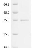 Staphylococcus aureus Gamma-hemolysin component A (hlgA) Recombinant Protein, C-His, aa 30–309, strain L-IVP - BioCrest Sci