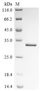 Schizosaccharomyces pombe Histone deacetylase clr6 (clr6), partial Recombinant Protein, Schizosaccharomyces pombe (strain 972 / ATCC 24843) (Fission yeast), E.coli, N-terminal 6xHis-tagged, 31.3 kDa, purity >≥ 95% as determined by SDS-PAGE.