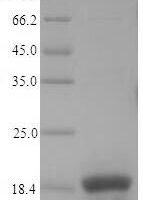 Escherichia coli Ferric uptake regulation protein (fur) Recombinant Protein, N-His, aa 2–148, E.coli - BioCrest Sci