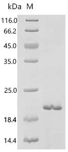Mouse Glypican-3 (Gpc3) Recombinant Protein, Mus musculus (Mouse), E.coli, C-terminal 6xHis-tagged, 29.0 kDa, purity >≥ 85% as determined by SDS-PAGE.