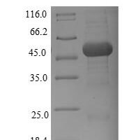 Bacillus subtilis Alpha-galactosidase (melA) Recombinant Protein, N-His - BioCrest Sci