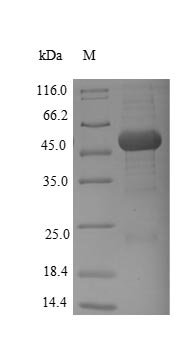 Bacillus subtilis Alpha-galactosidase (melA) Recombinant Protein, N-His, Bacillus subtilis (strain 168), Yeast, N-terminal 6xHis-tagged, 51.3 kDa, purity >≥ 90% as determined by SDS-PAGE.