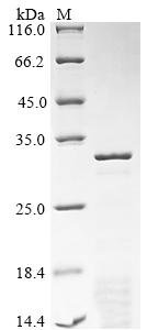 Rat Synapsin-1 (Syn1), partial Recombinant Protein, Rattus norvegicus (Rat), Yeast, C-terminal 6xHis-tagged, 35.6 kDa, purity >≥ 85% as determined by SDS-PAGE.