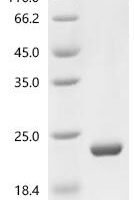 Escherichia coli Large ribosomal subunit protein bL12 (rplL) Recombinant Protein - BioCrest Sci