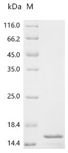 Chicken Fibroblast growth factor 1 (FGF1) Recombinant Protein, Tag-Free, Gallus gallus (Chicken), E.coli, Tag-Free, 15.8 kDa, purity >≥ 85% as determined by SDS-PAGE.
