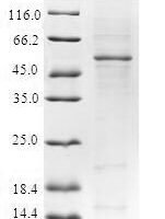 Human YEATS domain-containing protein 4 (YEATS4) Recombinant Protein - BioCrest Sci
