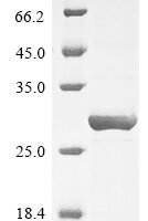 Escherichia phage lambda Capsid decoration protein (D) Recombinant Protein, N-His-KSI - BioCrest Sci