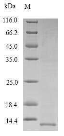 Human Pulmonary surfactant-associated protein B (SFTPB) Recombinant Protein, Tag-Free, Homo sapiens (Human), Yeast, Tag-Free, 8.7 kDa, purity >≥ 90% as determined by SDS-PAGE.