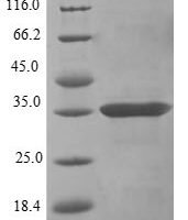 Mouse C-type lectin domain family 12 member A (Clec12a), partial Recombinant Protein, N-10His/C-Myc, aa 65–267, E.coli - BioCrest Sci