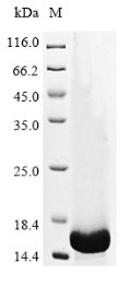 Mouse Transforming growth factor beta-1 proprotein (Tgfb1), partial Recombinant Protein, N-His, Mus musculus (Mouse), E.coli, N-terminal 6xHis-tagged, 16.9 kDa, purity >≥ 85% as determined by SDS-PAGE.