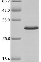 Human Transcription factor PU.1 (SPI1), partial Recombinant Protein - BioCrest Sci