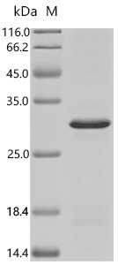 Human Transcription factor PU.1 (SPI1), partial Recombinant Protein, Homo sapiens (Human), E.coli, C-terminal 6xHis-tagged, 22.7 kDa, purity >≥ 90% as determined by SDS-PAGE.