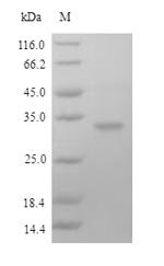 Human Fc receptor-like protein 6 (FCRL6), partial Recombinant Protein, Homo sapiens (Human), Yeast, N-terminal 6xHis-tagged, 33.7 kDa, purity >≥ 90% as determined by SDS-PAGE.