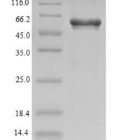 Xenopus laevis GATA-binding factor 1-A (gata1-a) Recombinant Protein - BioCrest Sci