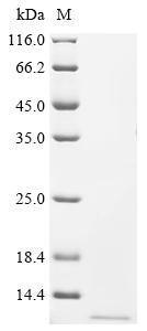 Human Cytochrome c oxidase subunit FA4 (COXFA4), partial Recombinant Protein, C-His, Homo sapiens (Human), Yeast, C-terminal 6xHis-tagged, 6.9 kDa, purity >≥ 90% as determined by SDS-PAGE.
