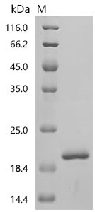 Simian retrovirus SRV-1 Gag polyprotein (gag), partial Recombinant Protein, C-His, aa 2–100, E.coli, Simian retrovirus SRV-1, E.coli, C-terminal 6xHis-tagged, 18.7 kDa, purity >≥ 95% as determined by SDS-PAGE.