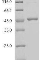 Arabidopsis thaliana LRR receptor-like serine/threonine-protein kinase FLS2 (FLS2), partial Recombinant Protein - BioCrest Sci