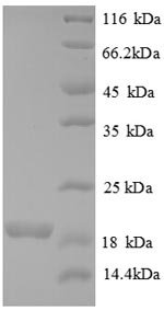 Human Bone morphogenetic protein 6 (BMP6), partial Recombinant Protein, Homo sapiens (Human), E.coli, N-terminal 6xHis-tagged, 18.9 kDa, purity >≥ 90% as determined by SDS-PAGE.