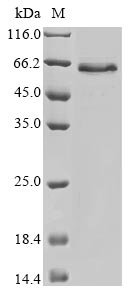 Human Tissue-type plasminogen activator (PLAT) (R497Q) Recombinant Protein, Homo sapiens (Human), Baculovirus, N-terminal 10xHis-tagged and C-terminal Myc-tagged, 62.9 kDa, purity >≥ 85% as determined by SDS-PAGE.