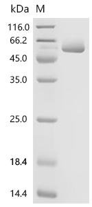 Mouse Talin-2 (Tln2), partial Recombinant Protein, C-10His, Mammalian cell, C-terminal 10xHis-tagged, 48.5 kDa, purity >≥ 95% as determined by SDS-PAGE.