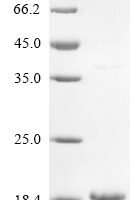 Staphylococcus aureus Delta-hemolysin (hld) Recombinant Protein - BioCrest Sci