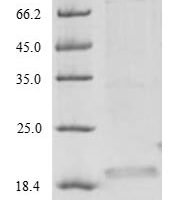 Bauhinia ungulata Factor Xa inhibitor BuXI (BuXI) Recombinant Protein, N-His, aa 1–172, Yeast - BioCrest Sci