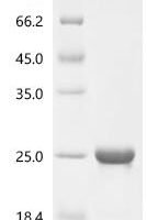Arabidopsis thaliana Thioredoxin M1, chloroplastic (At1g03680) Recombinant Protein - BioCrest Sci