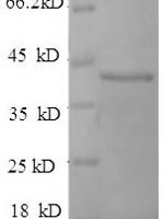 Human D-amino acid oxidase activator (DAOA) Recombinant Protein - BioCrest Sci