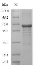 Human Protein unc-119 homolog A (UNC119) Recombinant Protein, Homo sapiens (Human), E.coli, N-terminal 6xHis-SUMO-tagged, 43.0 kDa, purity >≥ 90% as determined by SDS-PAGE.