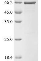Brucella suis biovar 1 Histidinol dehydrogenase (hisD) Recombinant Protein - BioCrest Sci