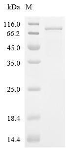 Human Cadherin-15 (CDH15), partial Recombinant Protein, Mammalian cell, C-terminal 10xHis-tagged, 62.0 kDa, purity >≥ 85% as determined by SDS-PAGE.