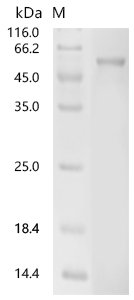 Geobacillus stearothermophilus Neopullulanase (nplT), partial Recombinant Protein, Geobacillus stearothermophilus (Bacillus stearothermophilus), E.coli, C-terminal 6xHis-tagged, 57.7 kDa, purity >≥ 85% as determined by SDS-PAGE.