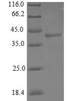 Human Cytochrome c oxidase subunit 7A-related protein, mitochondrial (COX7A2L) Recombinant Protein - BioCrest Sci