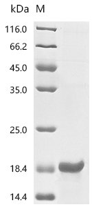Mouse Anti-Muellerian hormone (Amh), partial Recombinant Protein, Mus musculus (Mouse), in vitro E.coli expression system, N-terminal 10xHis-tagged, 17.3 kDa, purity >≥ 85% as determined by SDS-PAGE.