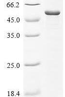 Escherichia coli Multidrug resistance protein K (emrK), partial Recombinant Protein - BioCrest Sci