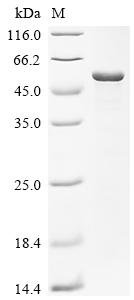 Escherichia coli Multidrug resistance protein K (emrK), partial Recombinant Protein, Escherichia coli (strain K12), E.coli, C-terminal 6xHis-tagged, 45.1 kDa, purity >≥ 85% as determined by SDS-PAGE.