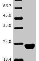 Mouse Asc-type amino acid transporter 1 (Slc7a10), partial Recombinant Protein - BioCrest Sci