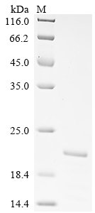 Vaccinia virus 14 kDa fusion protein (A27L) Recombinant Protein, N-His, Vaccinia virus (strain WR 65-16) (VACV), E.coli, N-terminal 6xHis-tagged, 19.9 kDa, purity >≥ 85% as determined by SDS-PAGE.