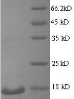 Mouse Regenerating islet-derived protein 3-gamma (Reg3g), partial Recombinant Protein, N-His, aa 27–174, Yeast - BioCrest Sci