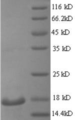 Mouse Regenerating islet-derived protein 3-gamma (Reg3g), partial Recombinant Protein, N-His, aa 27–174, Yeast, Mus musculus (Mouse), Yeast, N-terminal 6xHis-tagged, 18.3 kDa, purity >≥ 90% as determined by SDS-PAGE.