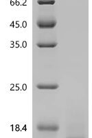 Macaca fascicularis T-cell surface glycoprotein CD3 epsilon chain (CD3E) , partial Recombinant Protein - BioCrest Sci