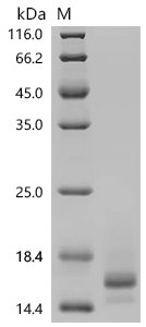 Macaca fascicularis T-cell surface glycoprotein CD3 epsilon chain (CD3E) , partial Recombinant Protein, Macaca fascicularis (Crab-eating macaque) (Cynomolgus monkey), Mammalian cell, C-terminal 10xHis-tagged, 12.2 kDa, purity >≥ 95% as determined by SDS-PAGE.
