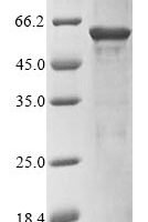 Mouse RNA binding protein fox-1 homolog 3 (Rbfox3) Recombinant Protein - BioCrest Sci